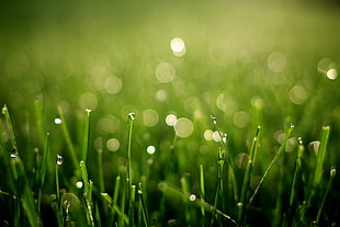 macro photography of green grass field HD wallpaper