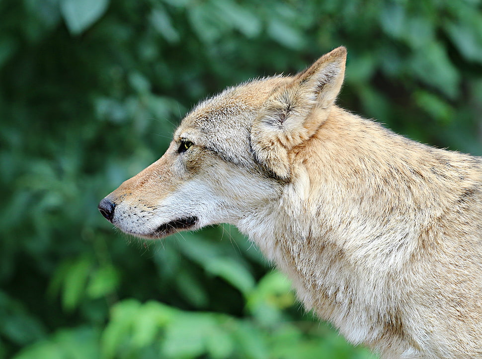 animal photography of tan wolf HD wallpaper