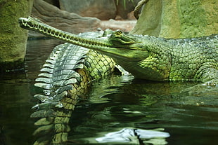 two alligators photo