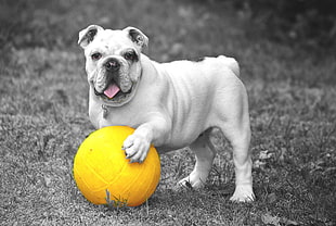English Bulldog with yellow ball in selective color photography