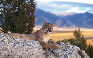 brown lioness on rock formation during daytime