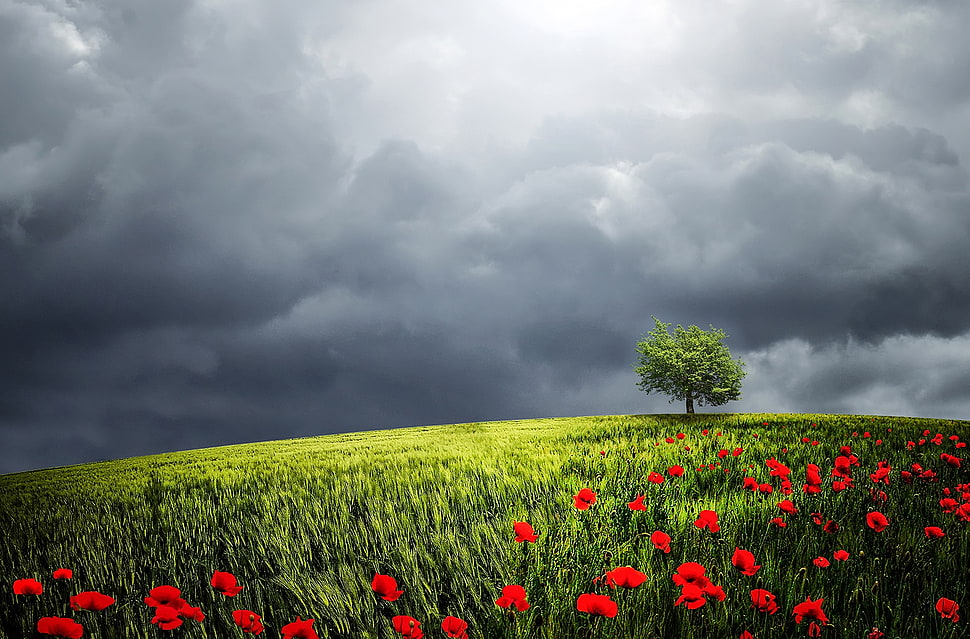 red flower field HD wallpaper