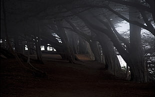 photo of black trees during day time