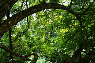 shade under a green leafed tree