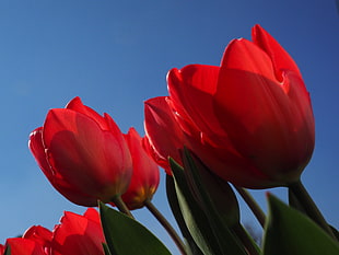 red Tulips closeup photography under blue sky
