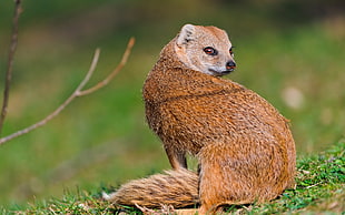 short-coated brown animal sitting on green grass field during daytime