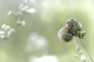 selective focus photography of snail on green petaled flower