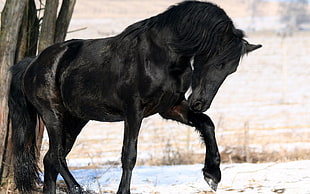 shallow focus on black horse