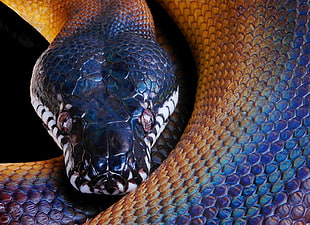 gray and blue scaled python HD wallpaper