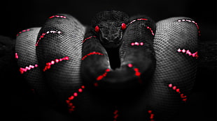black and red snake, snake, red, black, selective coloring HD wallpaper