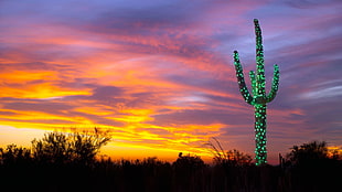 silhouette of trees and green cactus, nature, landscape, Arizona, USA