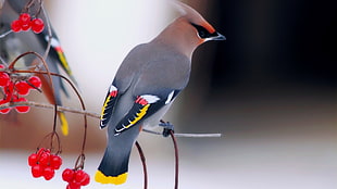 selective focus photography of gray and brown bird