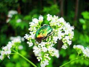 green and gold beetle on white flower