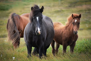 three brown and black horse