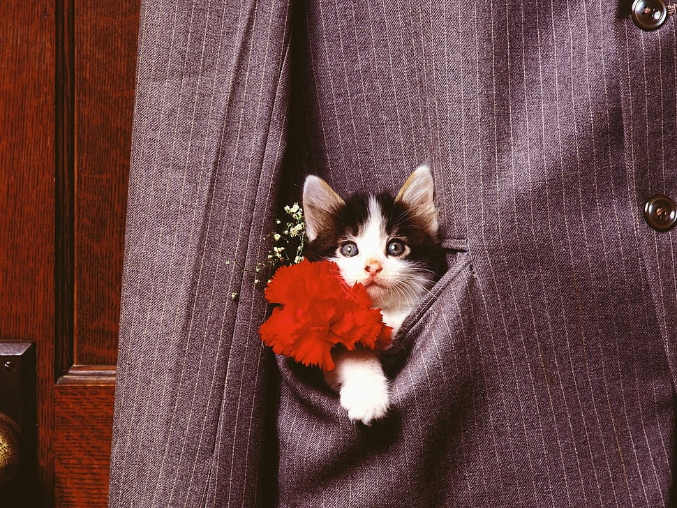 black and white Tabby kitten in suit jacket pocket HD wallpaper