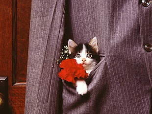 black and white Tabby kitten in suit jacket pocket