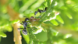 black ant, nature, macro, ants HD wallpaper