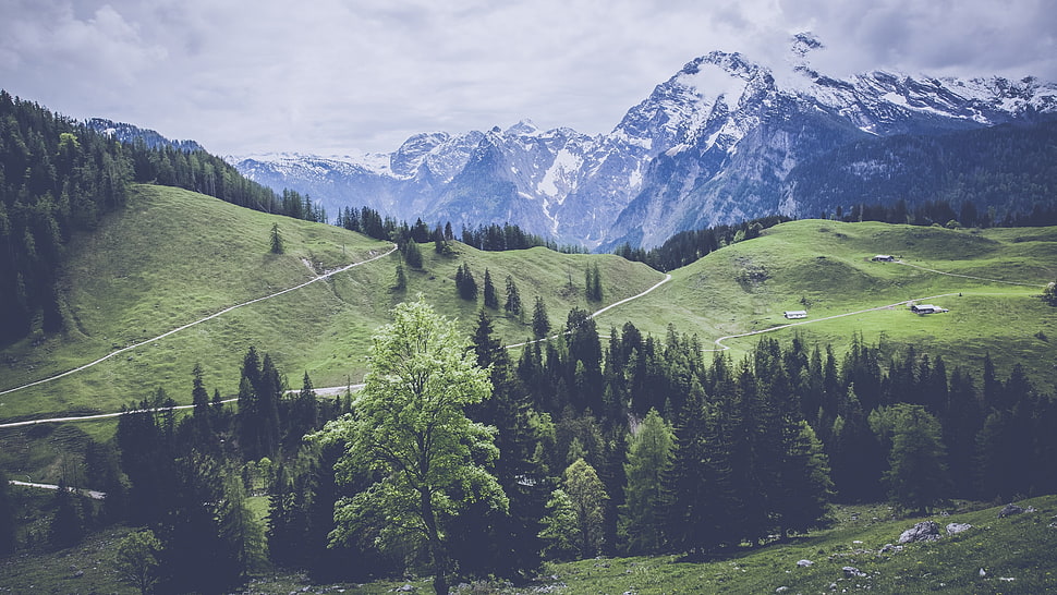 trees near road leading to mountain HD wallpaper