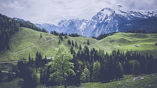 trees near road leading to mountain