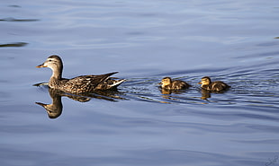 black duck with ducklings swimming on body of water, ducks