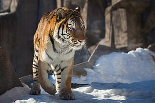 Tiger walking on ice during day time HD wallpaper
