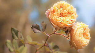selective focus photo of two yellow petaled flowers
