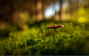 macro photography of brown mushroom HD wallpaper