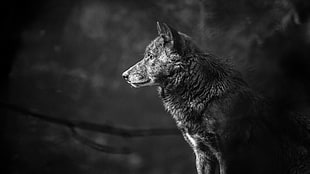 grayscale photo of dog, wolf, landscape, pine trees