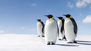 black and white snow penguins illustration