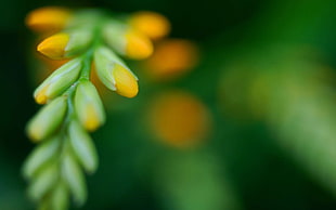 selective focus photography of green and yellow petaled flower