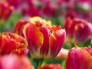 pink and yellow flowers in shallow focus photography HD wallpaper