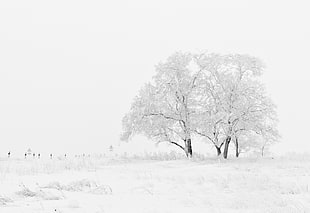 black trees filled with snow photo
