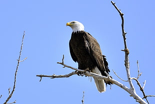 Bald eagle perched on branch during daytime, schriever