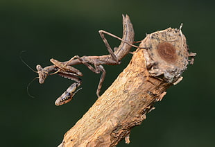 brown Praying Mantis on brown stem in close-up photography during aytime