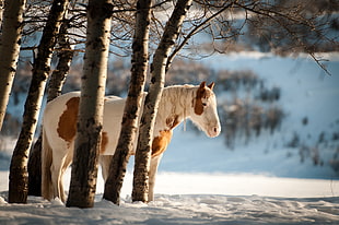 horse hiding from withered trees on snowy land HD wallpaper