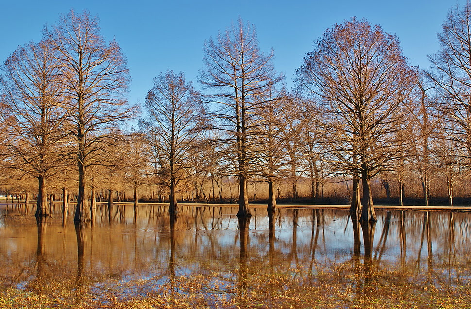 brown trees surrounded by water during dayttime HD wallpaper