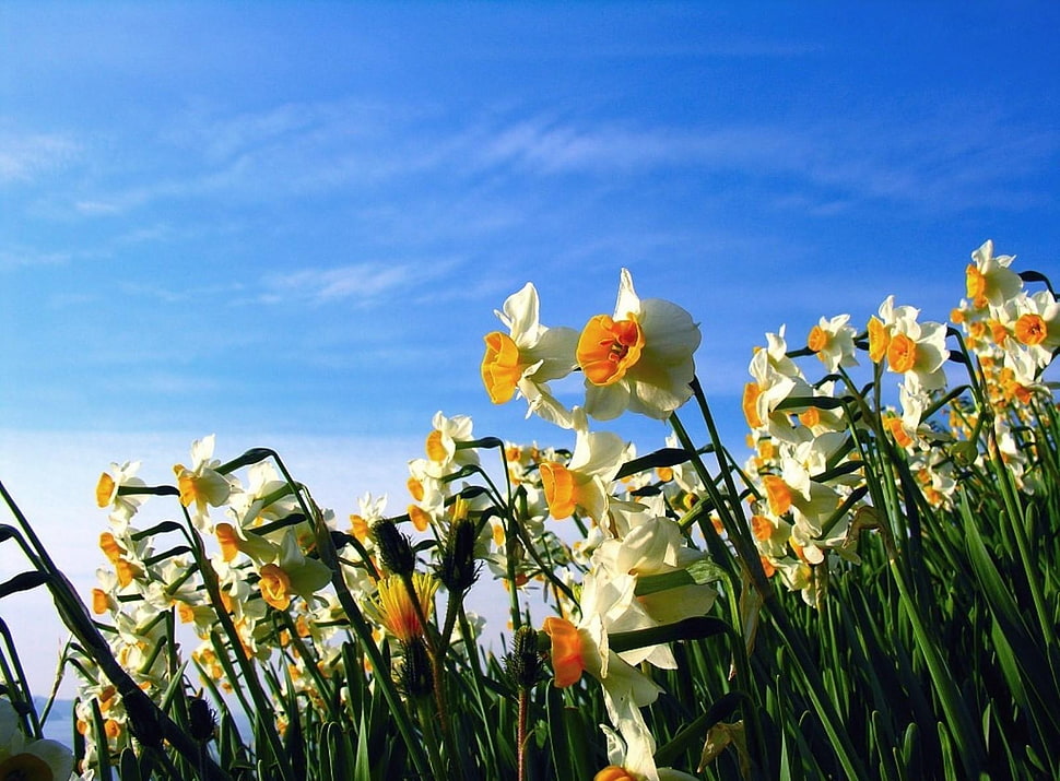 yellow and white flowers field HD wallpaper