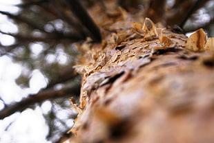 shallow focus photography of brown tree log during daytime