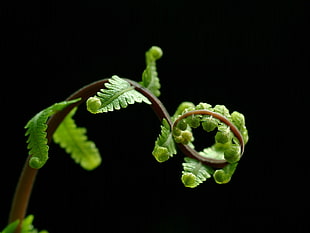 white fern plant HD wallpaper