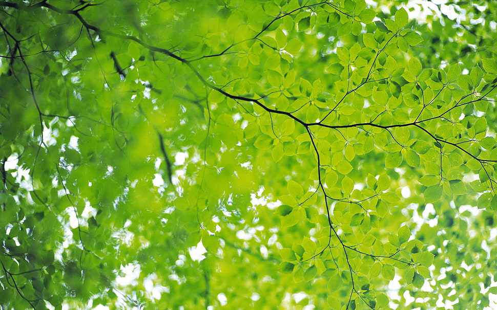 green leafed tree in closeup photo HD wallpaper