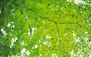 green leafed tree in closeup photo