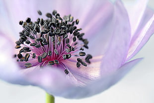pink white and black flower pollen shallow focus photography