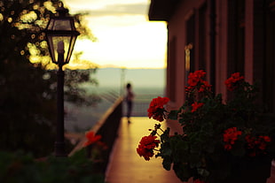 red flowers, flowers, lantern