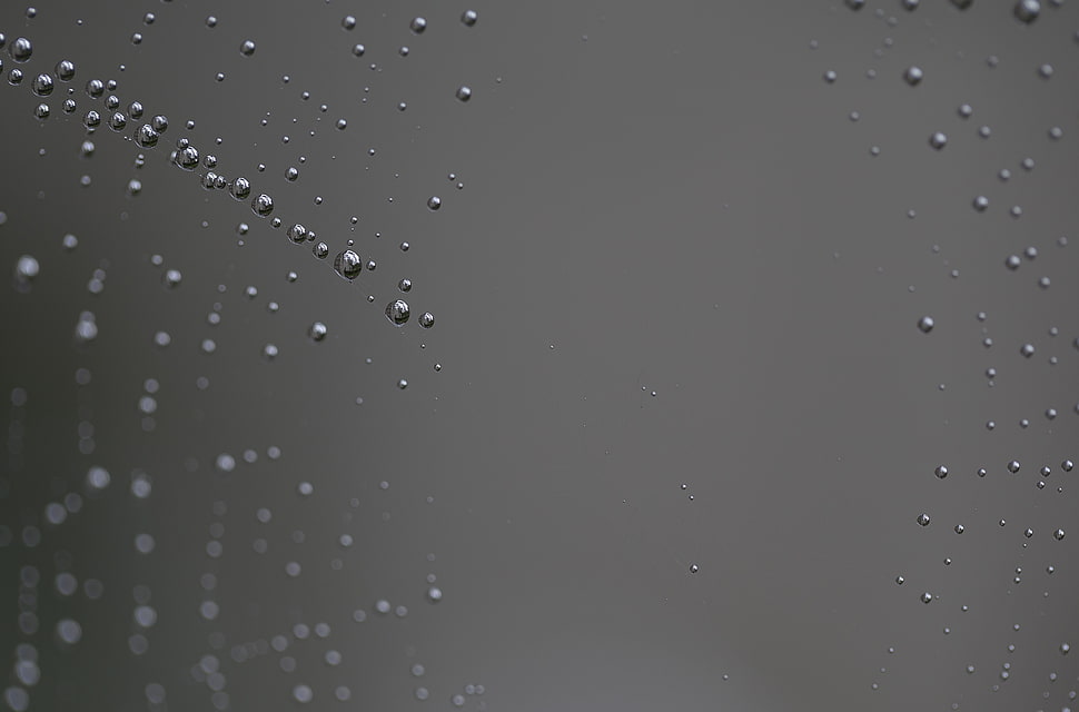 Spider web,  Close-up,  Drop HD wallpaper