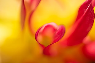 red and yellow flower HD wallpaper