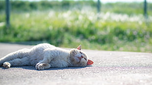 white cat lying on the gray concrete road under the sun light during daytime