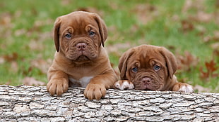 two brown coated puppies on tree trunk