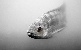 photography of gray fish