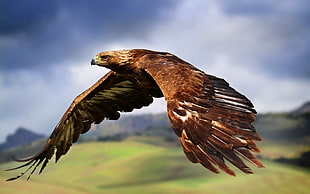 brown eagle flying on air