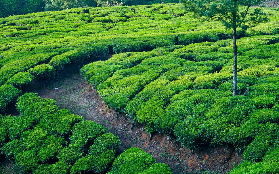 photo of green leafy plant field during daytime HD wallpaper